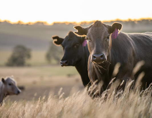 Grass-Fed Explained: Nutrition, Farming, and How It Compares to Conventional